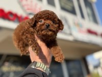 Petmode köpek çiftliğinden tea cup kore poodle