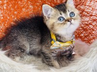British shorthair black golden yavru