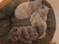 Scottish fold yavrular