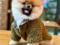 Efsane ayı surat pomeranian