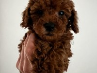 Red Brown KoreLan Toy Poodle Yavrular