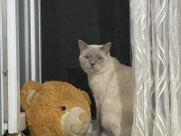 Acil Ücretsiz British Shorthair Blue Point Cinsi