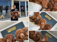 EN GÜZEL TOY POODLE YAVRULAR ANKARA MAĞAZAMIZDA GÖRÜN