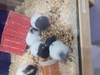 Yavru hamsterlar