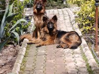 K9 Alman kurdu saf kan