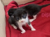 Annesiz dişi yavru kedi ücretsiz sahiplendiriyoruz