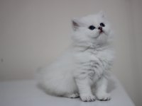 British longhair safkan