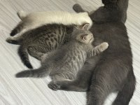 Minik british blue point british shorthair