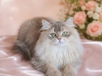 British longhair (BLH) Erkek cana yakın Uysal