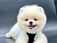Sevimli Pomeranian Boo Yavrularımız