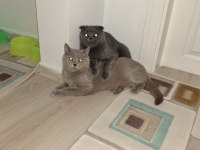 Çok uysal sevecen scottish fold