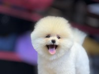 Bakanlık onaylı çiftlikten pomeranian boo bebekler