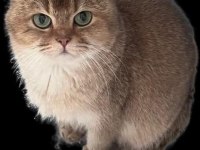 2 adet dişi ny 11 golden british shorthair