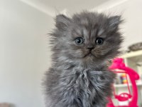 British Shorthair Kedimiz