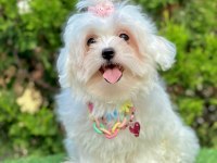 Mini Boy Maltese Yavruları