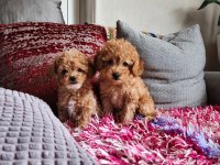 Kendi köpüşümün gerçek kore ve toy poodle bebekler