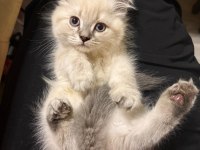 Muhteşem Güzellik British Shorthair Blue point bebekler