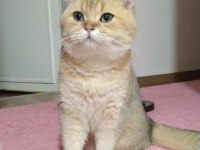 Mama karşılığı british shorthair