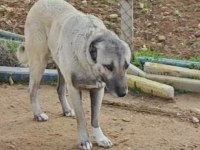 Kurt boğan kangal
