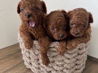 Wc eğitimli ev üretimi orjinal toy poodle