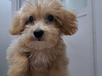 3 AYLIK MALTİPOO