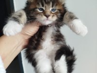 XXXL MAİNE COON DEV KEDİLER