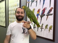 Full evcil eğitimli konuşan Amazon papağanı