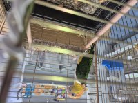 Full Evcil Caique