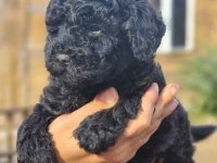 Siyah poodle