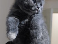 British shorthair ve scottish fold yavrularımız