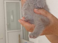 Top Kafa Ayıcık Surat British Shorthair Kedisi