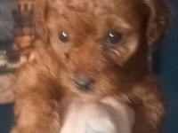 TOY POODLE RED BROWN 2 AYLIK DİŞİ