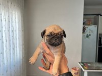 Üst segment gül kuyruk pug mops