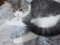 British shorthair kedimize yuva arıyoruz