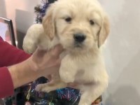 Golden retriever yavrular