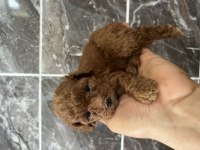 Orjinal toy ve minyatür toy poodle köpeği