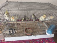 Yavru Sultan Papağanı