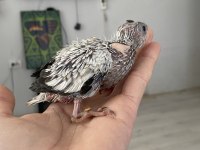 Vanilya PetStoredan Bebek Sultan Papağanları