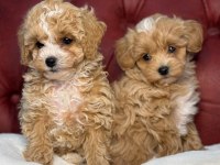 Ankaranın en seçkin maltipoo yavruları