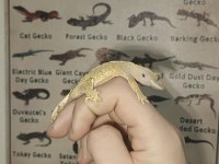 Yavru Crested Gecko