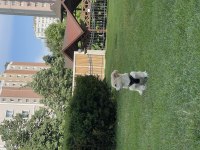 4 aylık maltipoo