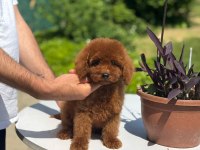 ORJİNAL RED TOY POODLE YAVRULARIMIZ