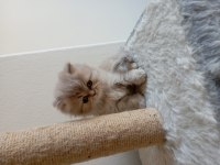 Yavru british longhair