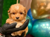 Sağlık Garantili Maltipoo Yavrularımız