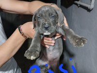 Acil dev cane corso yavrular