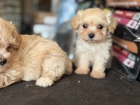 Petmode köpek çiftliğinde ziyarete açık maltipoo