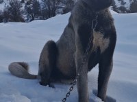 DEĞERİNİ VERENE ORJİNAL KANGAL