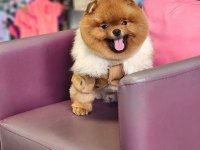 Pomeranian Türkiyenin en iyisi yetişkin hemde!