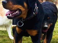 Afyon Merkez 7 Aylık Erkek Rottweiler