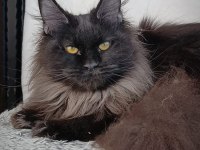 Uyguna Siyah Maine Coon Dişi